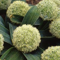 Allium karataviense 'Ivory Queen' Photo: J. Amand